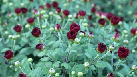 Red unopened chrysanthemum flowers Stock-Footage 317675787
