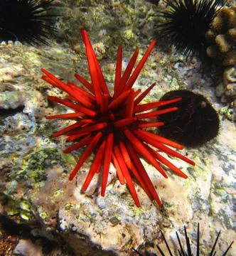 Red urchin Stock Photos