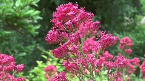 Red Valerian (Centranthus ruber) Stock Footage 76193463
