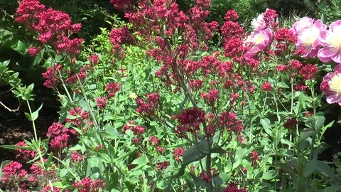 Red Valerian (Centranthus ruber) Stock Footage 76194369