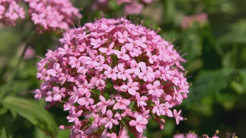 Red Valerian flowers Stock Footage 128361303