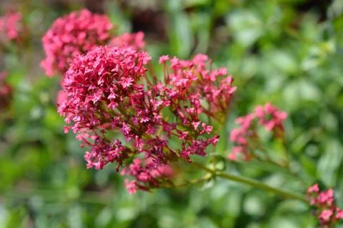 Red valerian Foto stock