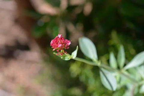 Red valerian Stock Photos