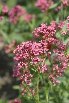 Red valerian Stock Photos