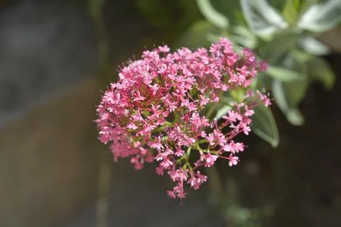 Red valerian Stock Photos