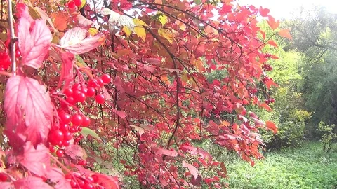 Red valley in the forest Video stock 81505019