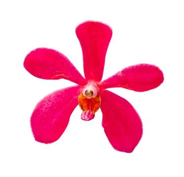 Red vanda orchids on the isolated background. Stock Photos