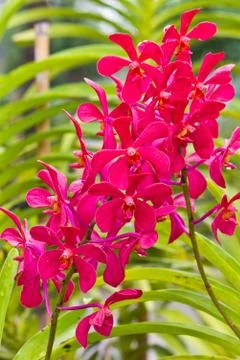 Red vanda orchids. Stock Photos