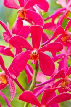 Red vanda orchids. Stock Photos