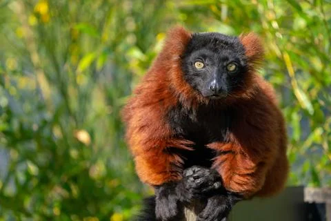 An Red Vari Stock Photos