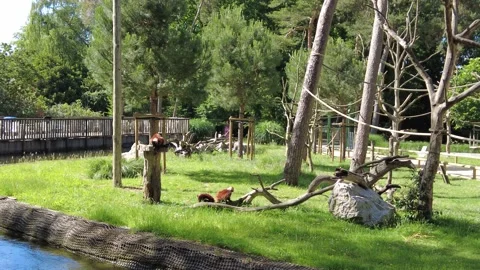 Red Vari, Red ruffed lemur (Varecia Rubra) Stock Footage 197152153