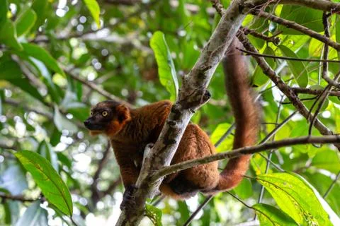 A red Vari sits in the branches of a tree Stock Photos