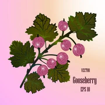Red vector gooseberries Stock Illustration
