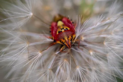 Red vegetable patterned bug on white dandelion 스톡 사진