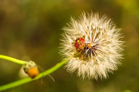 Red vegetable patterned bug on white dandelion Stock-Fotos