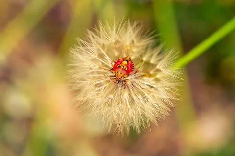 Red vegetable patterned bug on white dandelion 스톡 사진