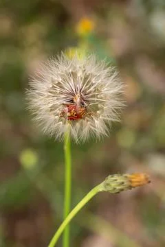 Red vegetable patterned bug on white dandelion Stock Photos