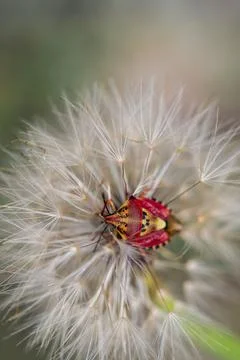 Red vegetable patterned bug on white dandelion Stock Photos