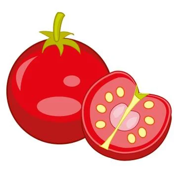 Red vegetable tomato vector illustration.Drawing on white background Stock Illustration