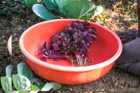 Red Vegetables. Stock Photos