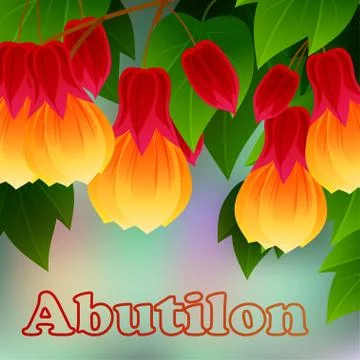 Red Vein Chinese Lantern Abutilon pictum with flowers. Misiones Rainforest, A Illustrazione stock