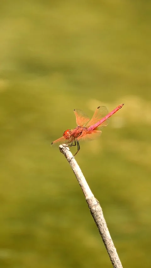Red Veined Darter Dragonfly Perching On Stem Near Stream - 4k Vertical Footage Video stock 337936591