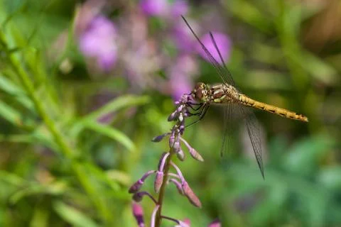 Red-veined darter Stock Photos