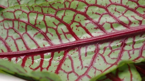 Red veined leaf close-up shows pattern and texture Stock Footage 325756601