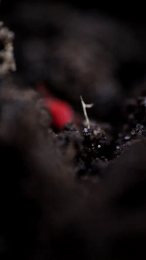 Red Velvet Mite Moving Through Dark Soil Debris Close Up Video stock 341770962