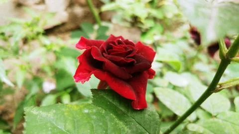 Red Velvet Rose With Stunning Side View Stock Photos