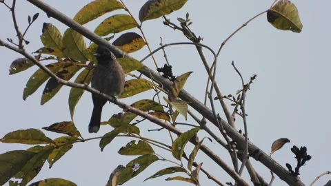Red vented bul bul bird in tree . Stock Footage 266893743