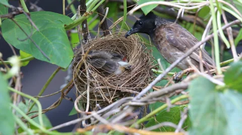 Red Vented Bul Bul Feeding Stock Footage 38876216