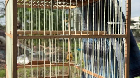 A Red vented Bulbul also known as Pycnonotus cafer moves inside a metal cage Stock Footage 332416698