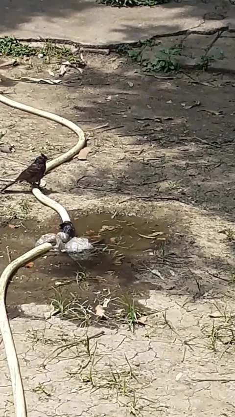 Red Vented Bulbul Bird Bathing Stock Footage 242695134