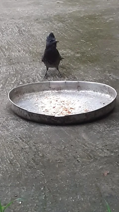 Red Vented Bulbul Bird Eating Sweet Food from Dish Stock Footage 285512468