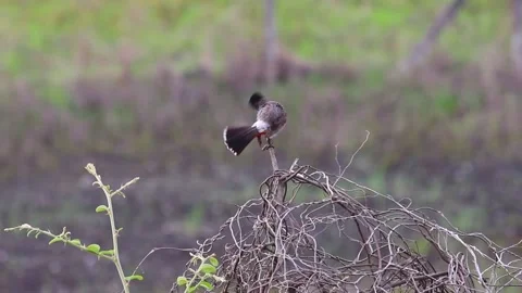 Red vented bulbul bird Video stock 132822721