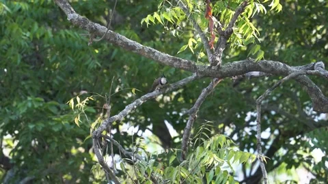 Red vented bulbul bird Stock Footage 274371587