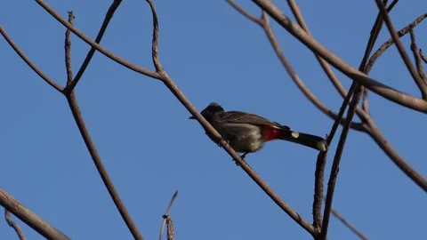 Red vented bulbul bird Stock Footage 274371602