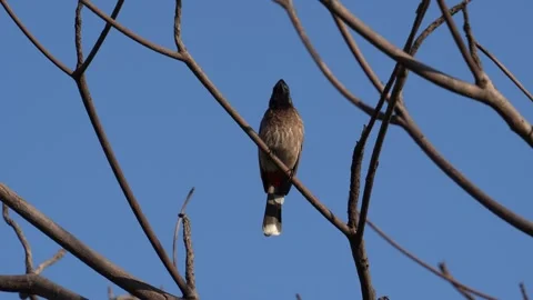 Red vented bulbul bird Stock Footage 274371613