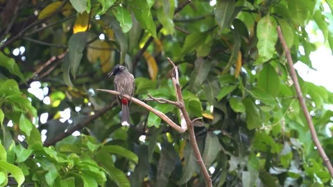 Red vented bulbul bird Stock Footage 274371657