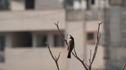 Red vented bulbul bird Stock Footage 274371680