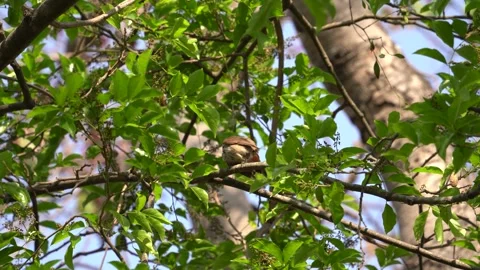 Red vented bulbul bird Stock Footage 274371694