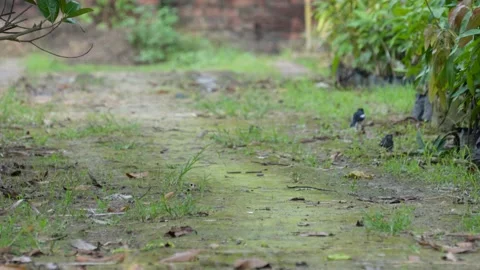 Red-vented bulbul bird on grass Stock Footage 320015812
