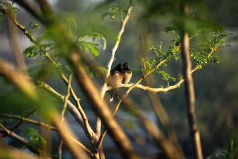 Red-vented Bulbul Bird Pair Perched on Tree Trunk at Golden Hour Fotos de archivo