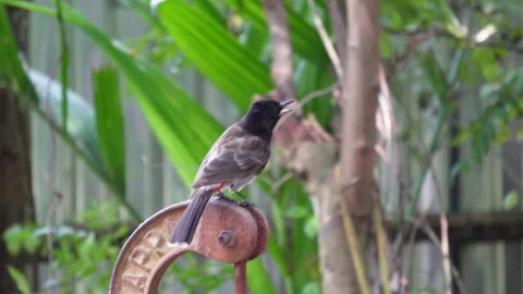 A red vented bulbul bird is perching on the head of hand pump Stock Footage 314572705