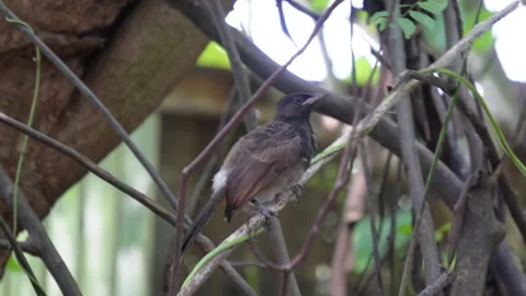 A red vented bulbul bird is perching on a thin branch of a tree Stock Footage 314574187