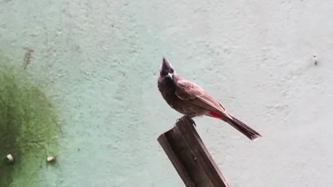 A Red-vented Bulbul bird is resting on the bamboo sticks Stock Footage 314520342