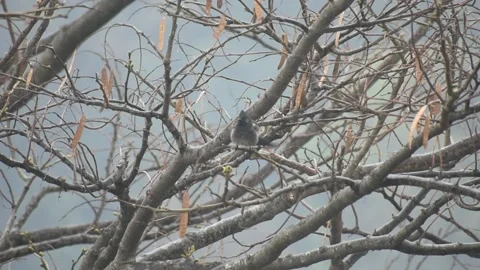 Red vented bulbul bird self grooming Stock Footage 273032872