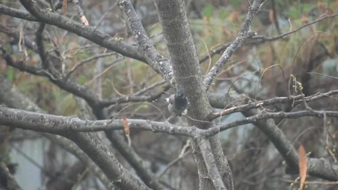 Red vented bulbul bird shaking feathers Stock Footage 273033281