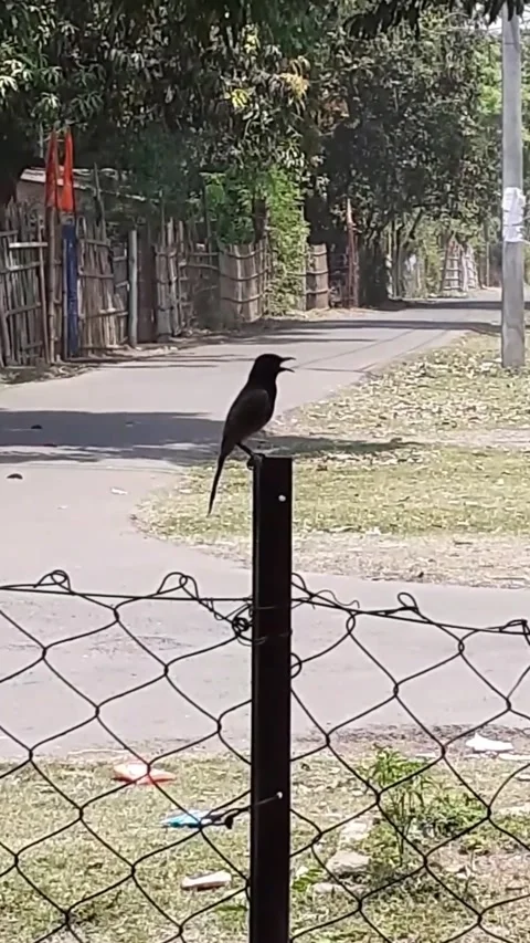 Red Vented Bulbul Bird Sitting on a Stand Stock Footage 238678628